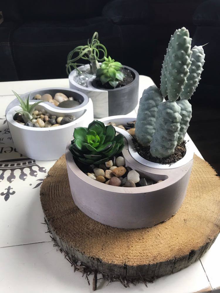 Pot en béton pour cactus